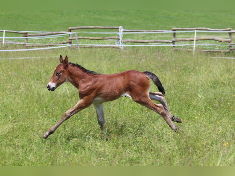 Knabstrup Stallion  15,1 hh Brown in Ro&#xDF;haupten
