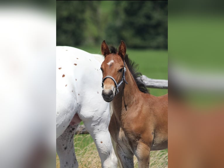 Knabstrup Stallion Foal (06/2025) 15,1 hh Brown in Ro&#xDF;haupten
