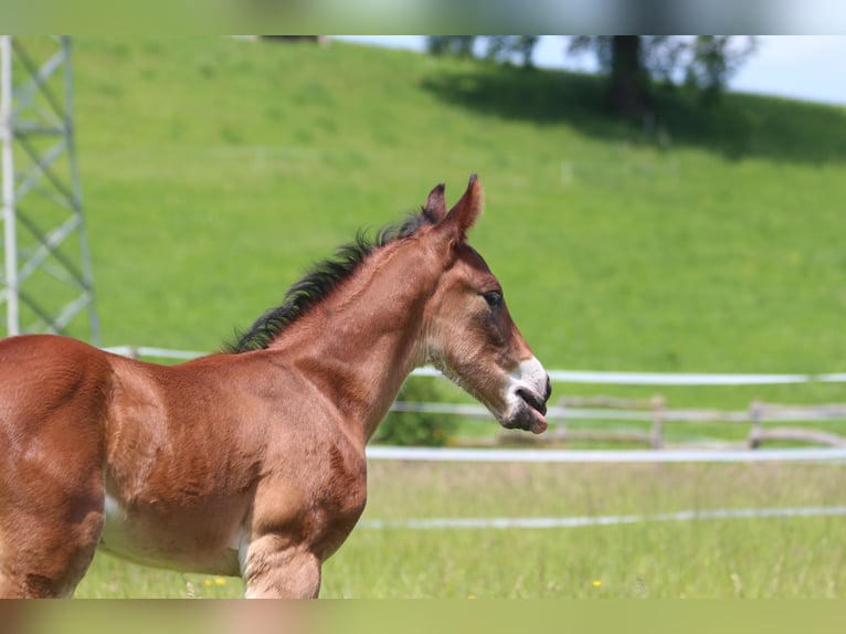 Knabstrup Stallion  15,1 hh Brown in Ro&#xDF;haupten