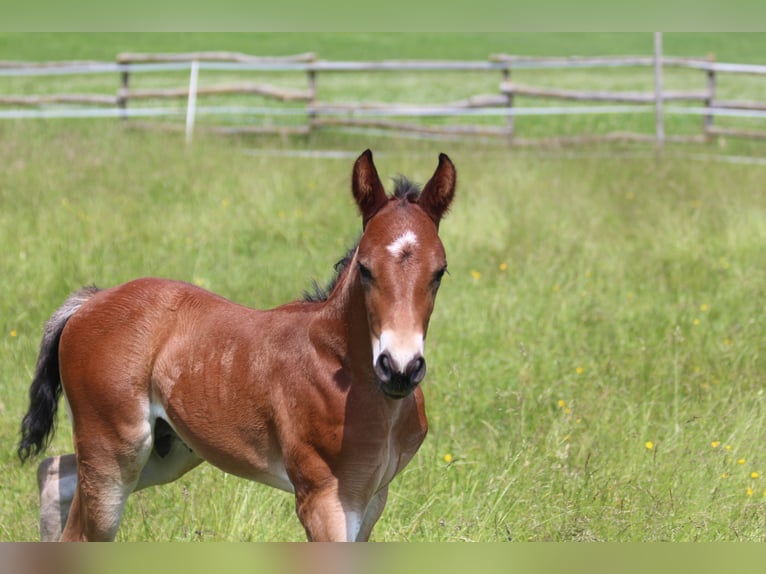 Knabstrup Stallion  15,1 hh Brown in Ro&#xDF;haupten