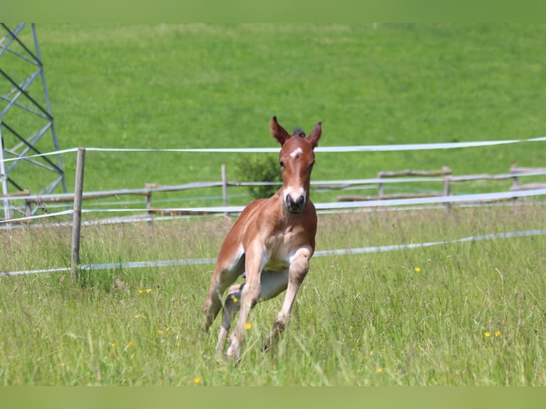 Knabstrup Stallion  15,1 hh Brown in Ro&#xDF;haupten
