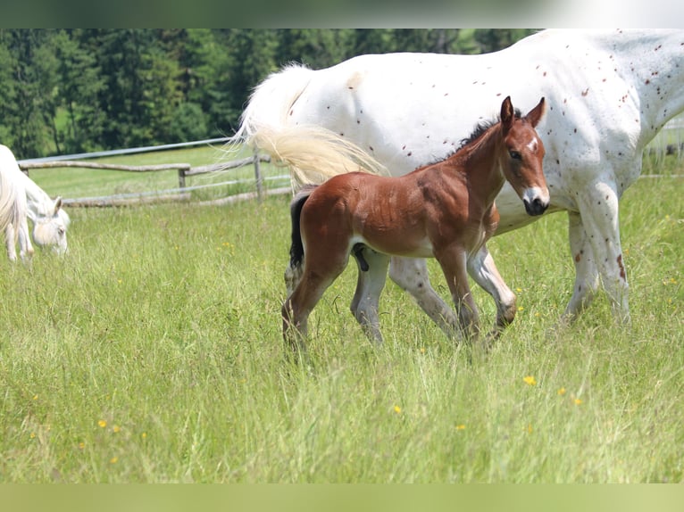 Knabstrup Stallion  15,1 hh Brown in Ro&#xDF;haupten