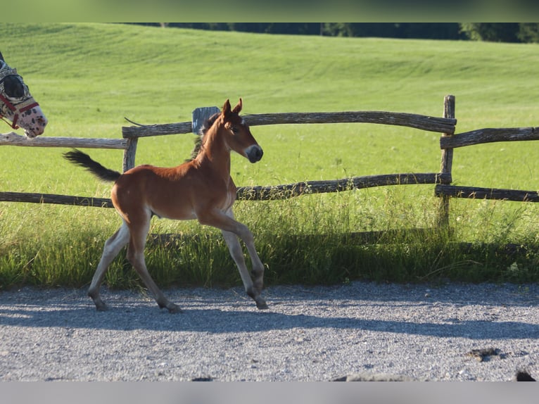 Knabstrup Stallion Foal (06/2025) 15,1 hh Brown in Ro&#xDF;haupten
