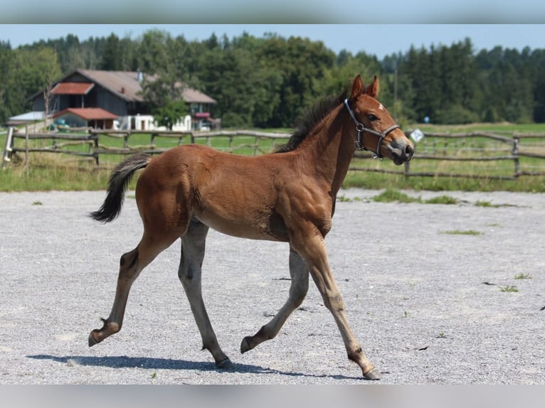 Knabstrup Stallion Foal (06/2025) 15,1 hh Brown in Ro&#xDF;haupten