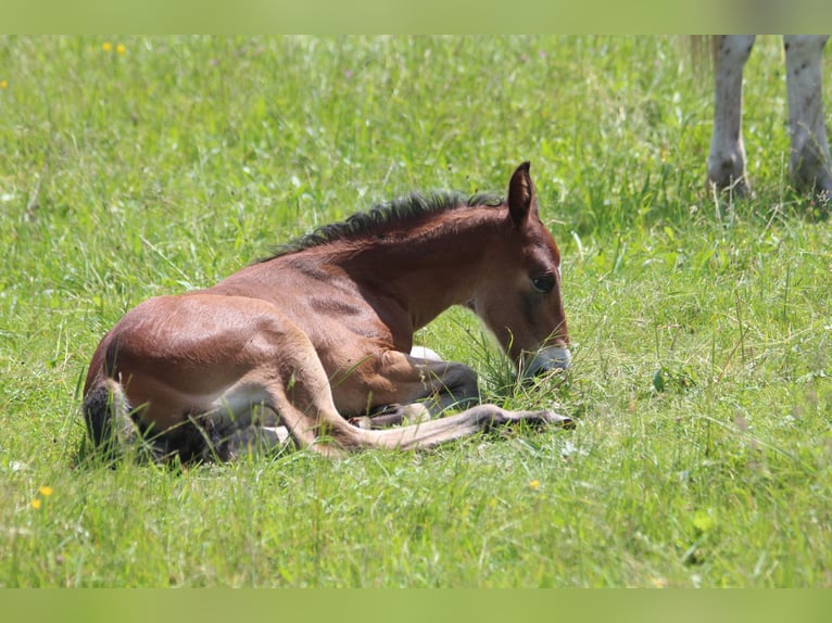 Knabstrup Stallion  15,1 hh Brown in Ro&#xDF;haupten