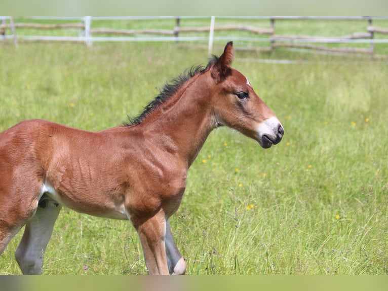 Knabstrup Stallion  15,1 hh Brown in Ro&#xDF;haupten