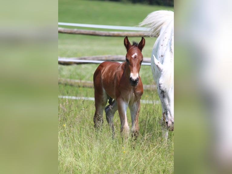 Knabstrup Stallion  15,1 hh Brown in Ro&#xDF;haupten