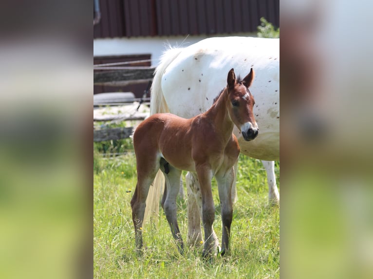Knabstrup Stallion  15,1 hh Brown in Ro&#xDF;haupten