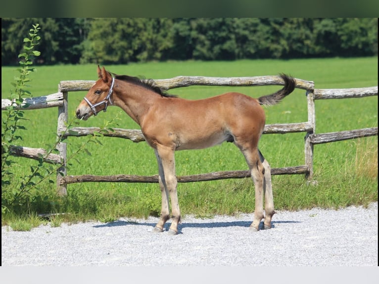 Knabstrup Stallion Foal (06/2025) 15,1 hh Brown in Ro&#xDF;haupten