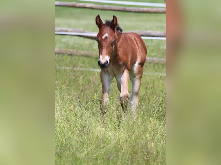 Knabstrup Stallion  15,1 hh Brown in Ro&#xDF;haupten