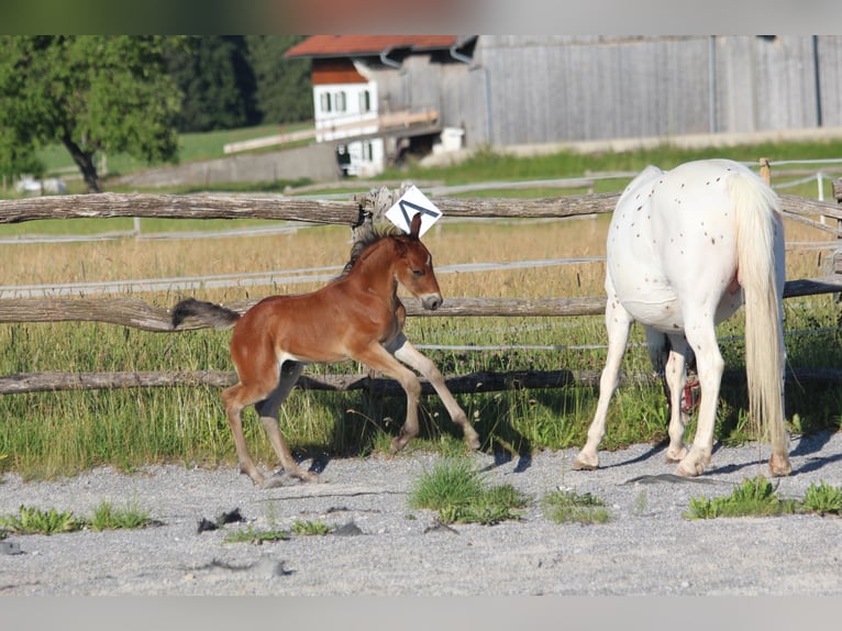 Knabstrup Stallion Foal (06/2025) 15,1 hh Brown in Ro&#xDF;haupten