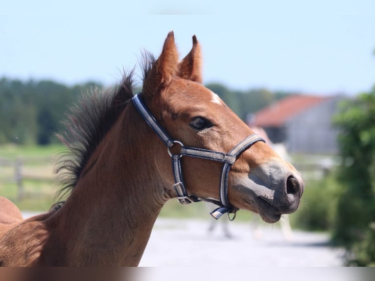 Knabstrup Stallion Foal (06/2025) 15,1 hh Brown in Ro&#xDF;haupten