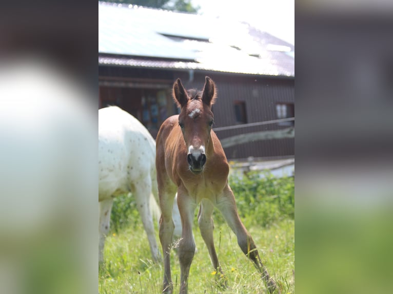 Knabstrup Stallion  15,1 hh Brown in Ro&#xDF;haupten