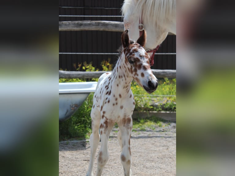 Knabstrup Stallion  15,1 hh Leopard-Piebald in Ro&#xDF;haupten