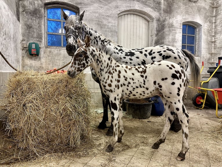 Knabstrup Stallion Foal (07/2025) 15,2 hh Leopard-Piebald in Fredensborg