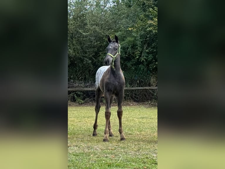 Knabstrup Stallion Foal (05/2025) 15,2 hh Leopard-Piebald in Wardenburg