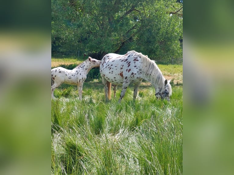 Knabstrup Mix Stallion Foal (05/2025) 15,2 hh Leopard-Piebald in M&#xFC;nchberg