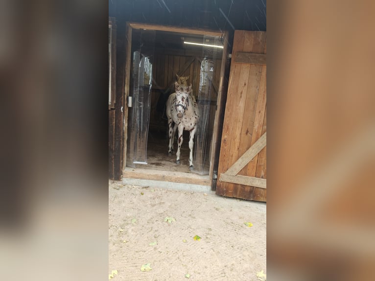 Knabstrup Mix Stallion Foal (05/2025) 15,2 hh Leopard-Piebald in M&#xFC;nchberg