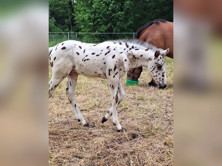 Knabstrup Mix Stallion Foal (05/2025) 15,2 hh Leopard-Piebald in M&#xFC;nchberg