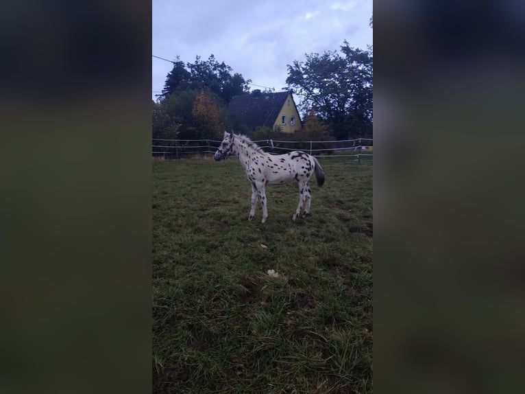Knabstrup Mix Stallion Foal (05/2025) 15,2 hh Leopard-Piebald in M&#xFC;nchberg