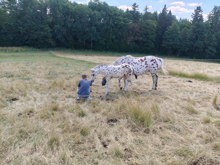 Knabstrup Mix Stallion Foal (05/2025) 15,2 hh Leopard-Piebald in M&#xFC;nchberg