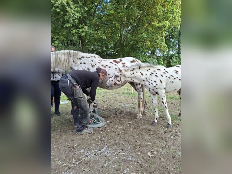 Knabstrup Mix Stallion Foal (05/2025) 15,2 hh Leopard-Piebald in M&#xFC;nchberg