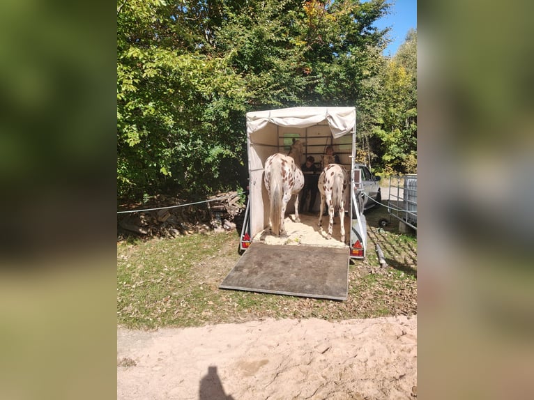 Knabstrup Mix Stallion Foal (05/2025) 15,2 hh Leopard-Piebald in M&#xFC;nchberg