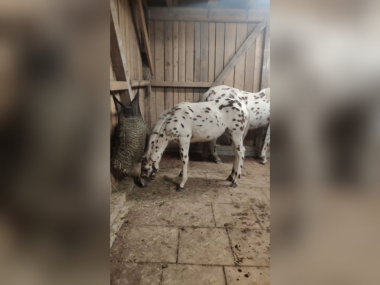 Knabstrup Mix Stallion Foal (05/2025) 15,2 hh Leopard-Piebald in M&#xFC;nchberg