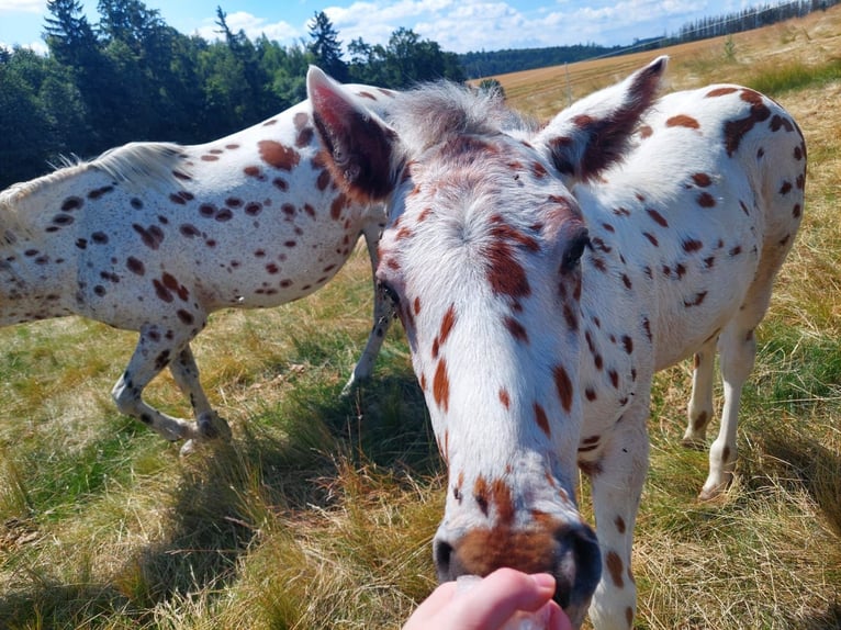 Knabstrup Mix Stallion Foal (05/2025) 15,2 hh Leopard-Piebald in M&#xFC;nchberg