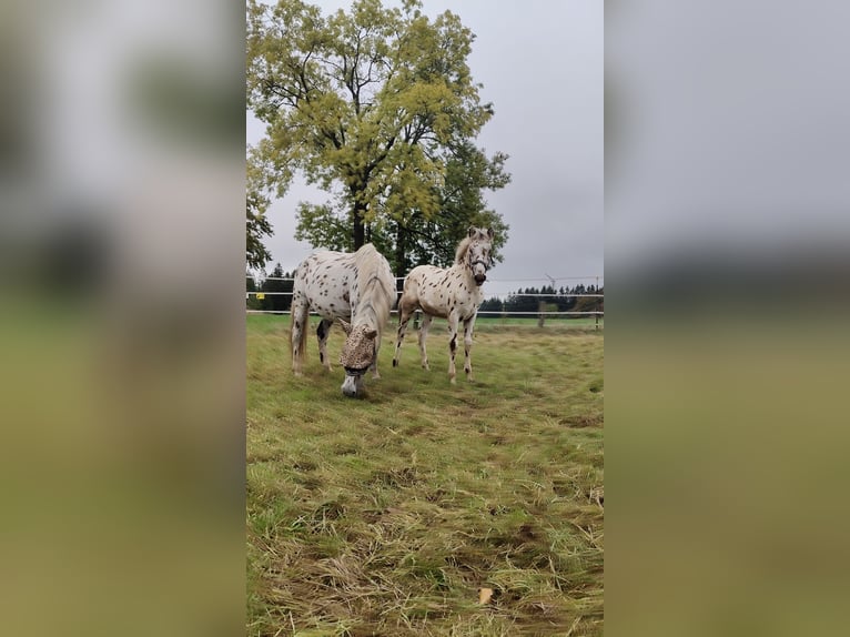Knabstrup Mix Stallion Foal (05/2025) 15,2 hh Leopard-Piebald in M&#xFC;nchberg