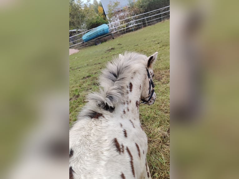 Knabstrup Mix Stallion Foal (05/2025) 15,2 hh Leopard-Piebald in M&#xFC;nchberg