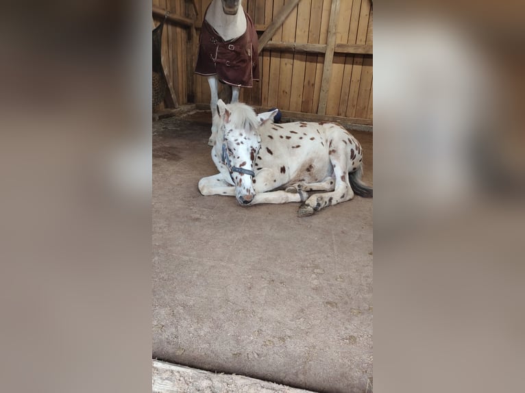 Knabstrup Mix Stallion Foal (05/2025) 15,2 hh Leopard-Piebald in M&#xFC;nchberg