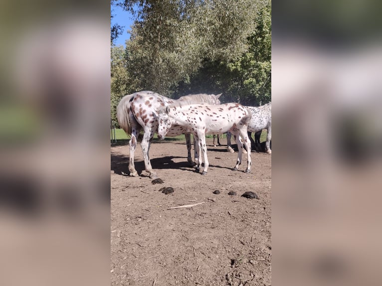 Knabstrup Mix Stallion Foal (05/2025) 15,2 hh Leopard-Piebald in M&#xFC;nchberg