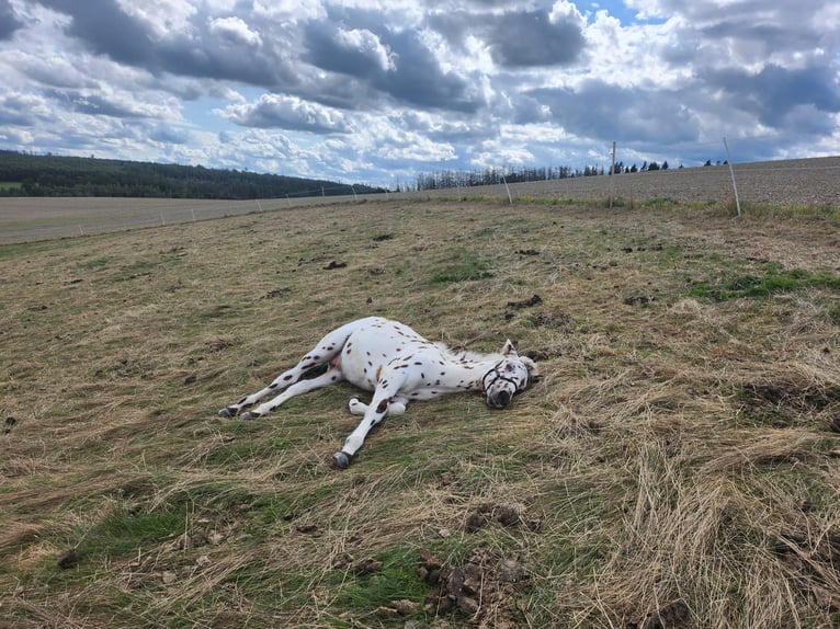 Knabstrup Mix Stallion Foal (05/2025) 15,2 hh Leopard-Piebald in M&#xFC;nchberg