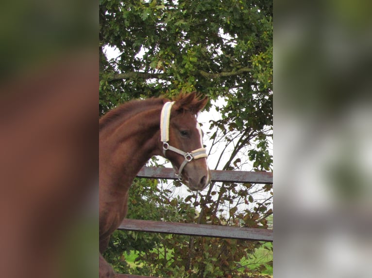 Knabstrup Stallion Foal (05/2024) 16 hh Chestnut-Red in Oterleek