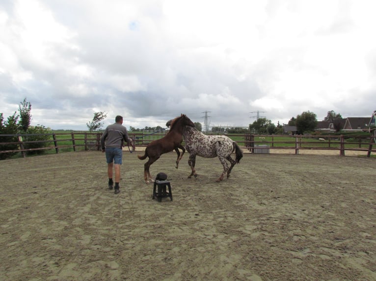 Knabstrup Stallion Foal (05/2024) 16 hh Chestnut-Red in Oterleek