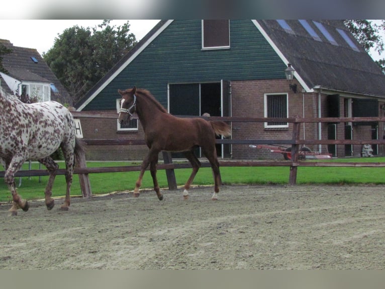 Knabstrup Stallion Foal (05/2024) 16 hh Chestnut-Red in Oterleek