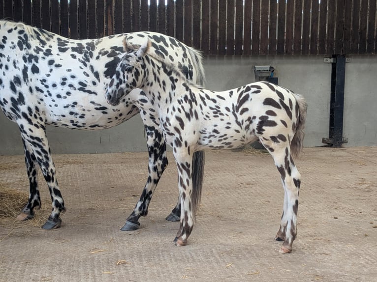 Knabstrup Stallion  16 hh Leopard-Piebald in Longhorsley