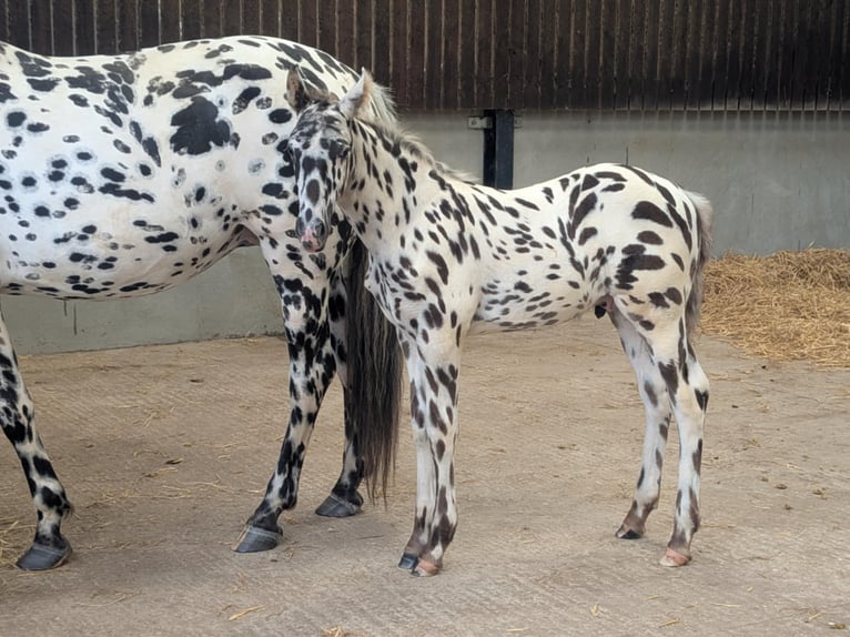 Knabstrup Stallion  16 hh Leopard-Piebald in Longhorsley