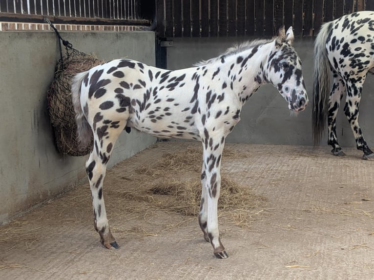 Knabstrup Stallion  16 hh Leopard-Piebald in Longhorsley