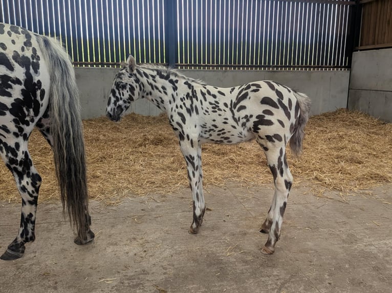 Knabstrup Stallion  16 hh Leopard-Piebald in Longhorsley