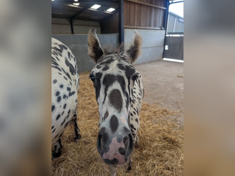 Knabstrup Stallion  16 hh Leopard-Piebald in Longhorsley