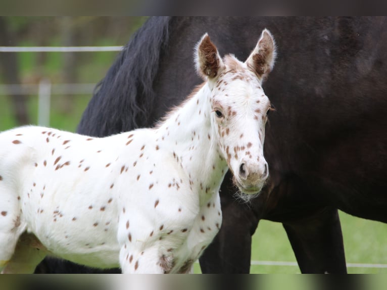 Knabstrup Stallion Foal (04/2023) 16 hh Leopard-Piebald in Uffenheim