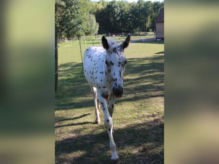 Knabstrup Stallion Foal (04/2023) 16 hh Leopard-Piebald in Uffenheim