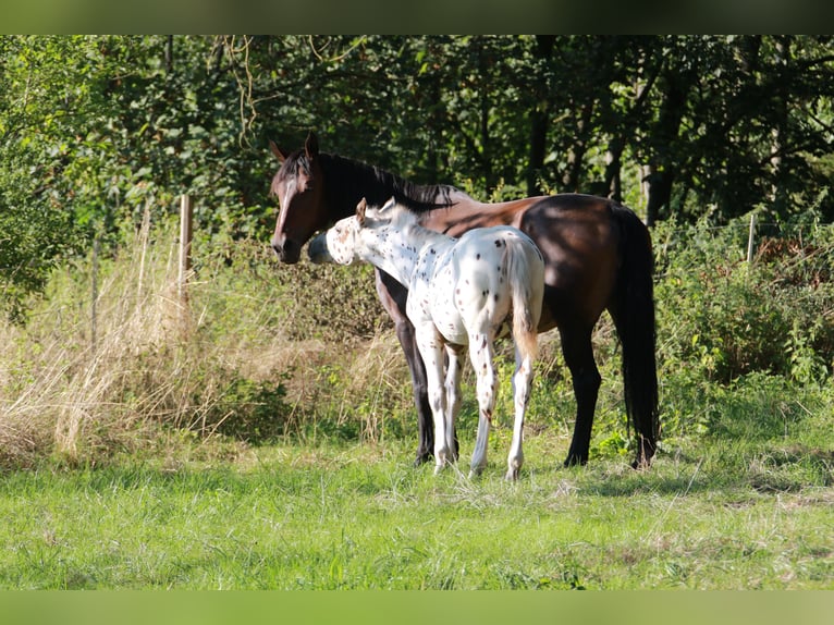 Knabstrup Stallion Foal (04/2023) 16 hh Leopard-Piebald in Uffenheim
