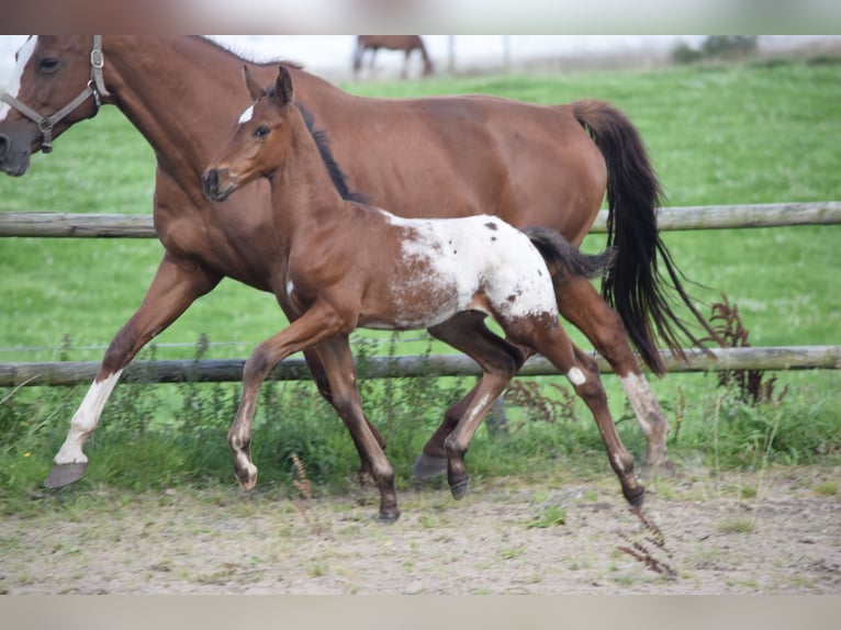 Knabstrup Stallion Foal (06/2025) 16,1 hh Leopard-Piebald in R&#xF8;dk&#xE6;rsbro