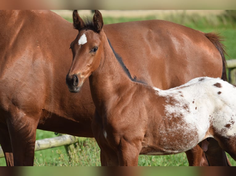 Knabstrup Stallion Foal (06/2025) 16,1 hh Leopard-Piebald in R&#xF8;dk&#xE6;rsbro