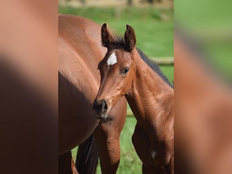 Knabstrup Stallion Foal (06/2025) 16,1 hh Leopard-Piebald in R&#xF8;dk&#xE6;rsbro