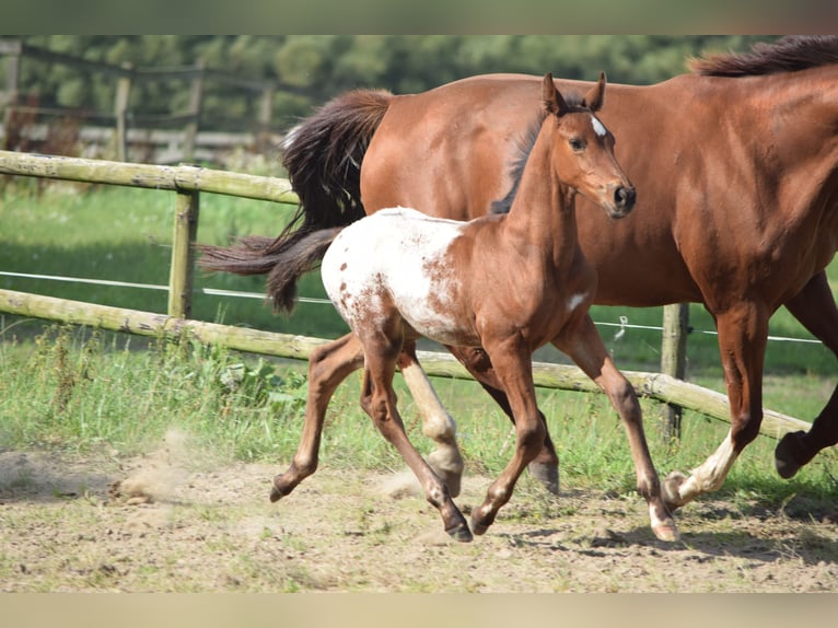 Knabstrup Stallion Foal (06/2025) 16,1 hh Leopard-Piebald in R&#xF8;dk&#xE6;rsbro