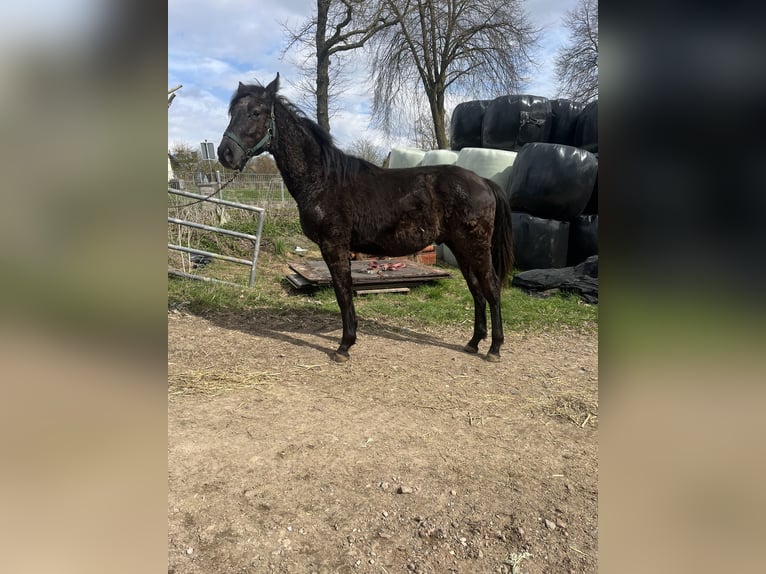 Knabstrup Mix Stallion Foal (01/2026)  in Borgentreich